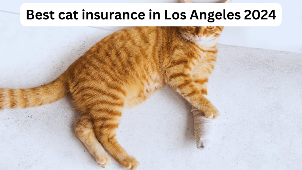Best cat insurance in los angeles 2024